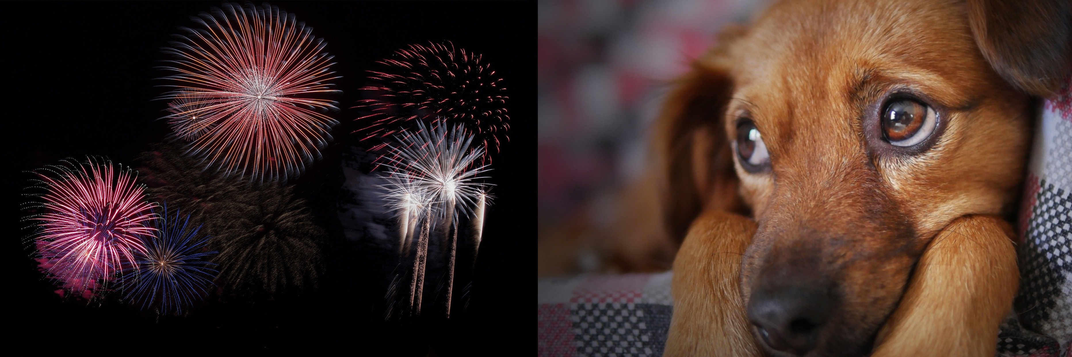 Silvester - nicht unbedingt der Knaller für den Hund - WauWow