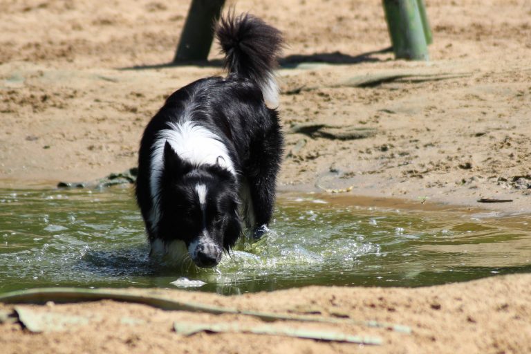 Warum Dein Hund nicht aus Pfützen trinken sollte WauWow